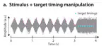 How strong is the rhythm of perception?
